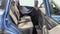 2022 Subaru Forester Base